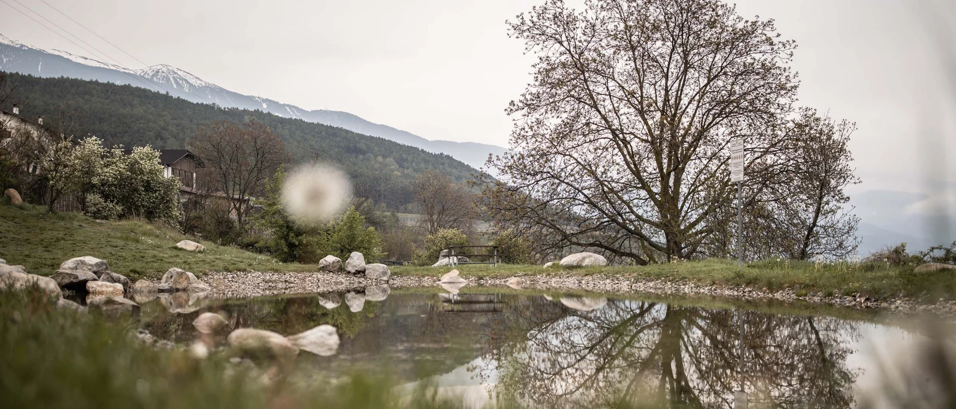 Großer Baum spiegelt sich ruhig in einem Teich mit Bergen im Hintergrund