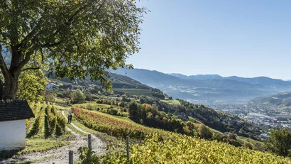 Weinberge mit Blick auf ein Tal und Berge bei klarem Himmel