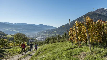 Wanderer auf einem Pfad durch herbstlichen Weinberg mit Bergkulisse