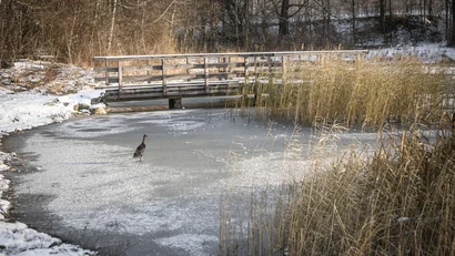 Eine Ente steht auf einem zugefrorenen Teich unter einer Holzbrücke, umgeben von Schnee und Schilf