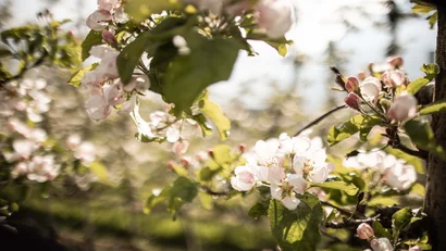 Blühende Apfelbaumzweige mit weißen und rosa Blüten bei Sonnenlicht